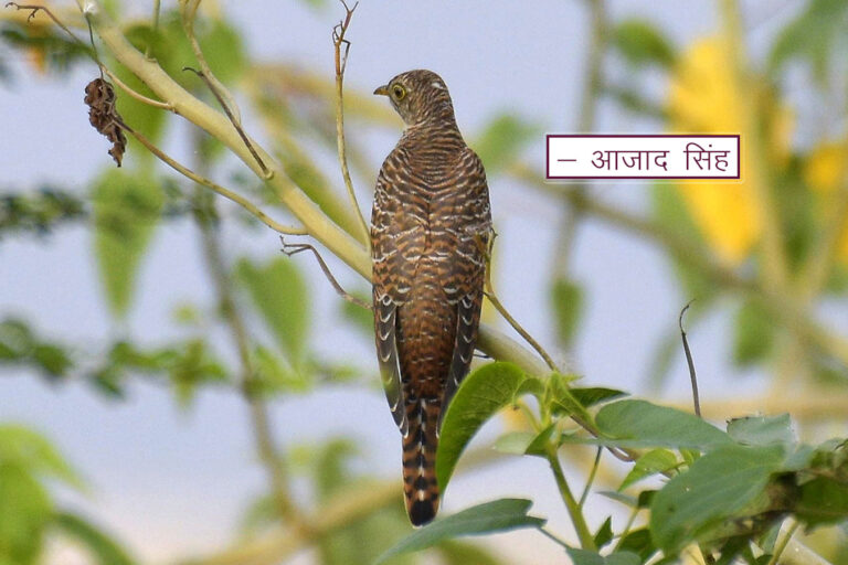 Eurasian Cuckoo श्वेत कोकिल। चित्र सर्वाधिकार: आजाद सिंह, © Ajad Singh, सरयू, आर्द्र भूमि, माझा, अयोध्या-224001, उत्तर प्रदेश, October 08, 2019