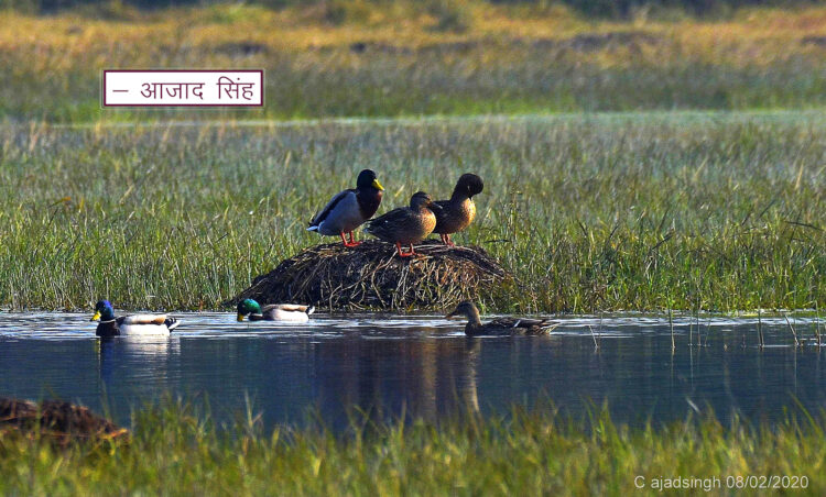 Mallard नीलसर। चित्र सर्वाधिकार: आजाद सिंह, © Ajad Singh, सराही झील, राम सनेही घाट, बाराबंकी-225409, उत्तर प्रदेश, February 08, 2020