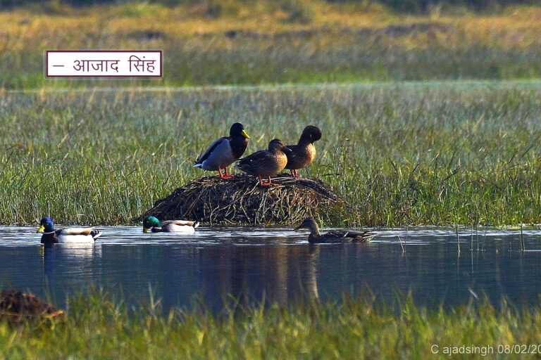 Mallard नीलसर। चित्र सर्वाधिकार: आजाद सिंह, © Ajad Singh, सराही झील, राम सनेही घाट, बाराबंकी-225409, उत्तर प्रदेश, February 08, 2020
