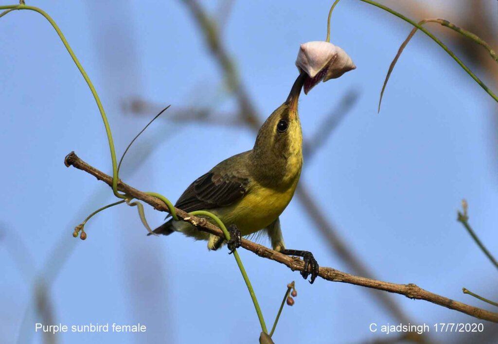 Purple sunbird शकरखोरा (Female/मादा)। चित्र सर्वाधिकार: आजाद सिंह, © Ajad Singh, सरयू, आर्द्र भूमि, माझा, अयोध्या-224001, उत्तर प्रदेश, July 17, 2020