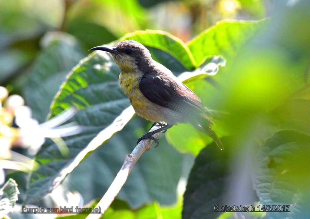 Purple sunbird शकरखोरा (Female/मादा)। चित्र सर्वाधिकार: आजाद सिंह, © Ajad Singh, सरयू, आर्द्र भूमि, माझा, अयोध्या-224001, उत्तर प्रदेश, March 14, 2017