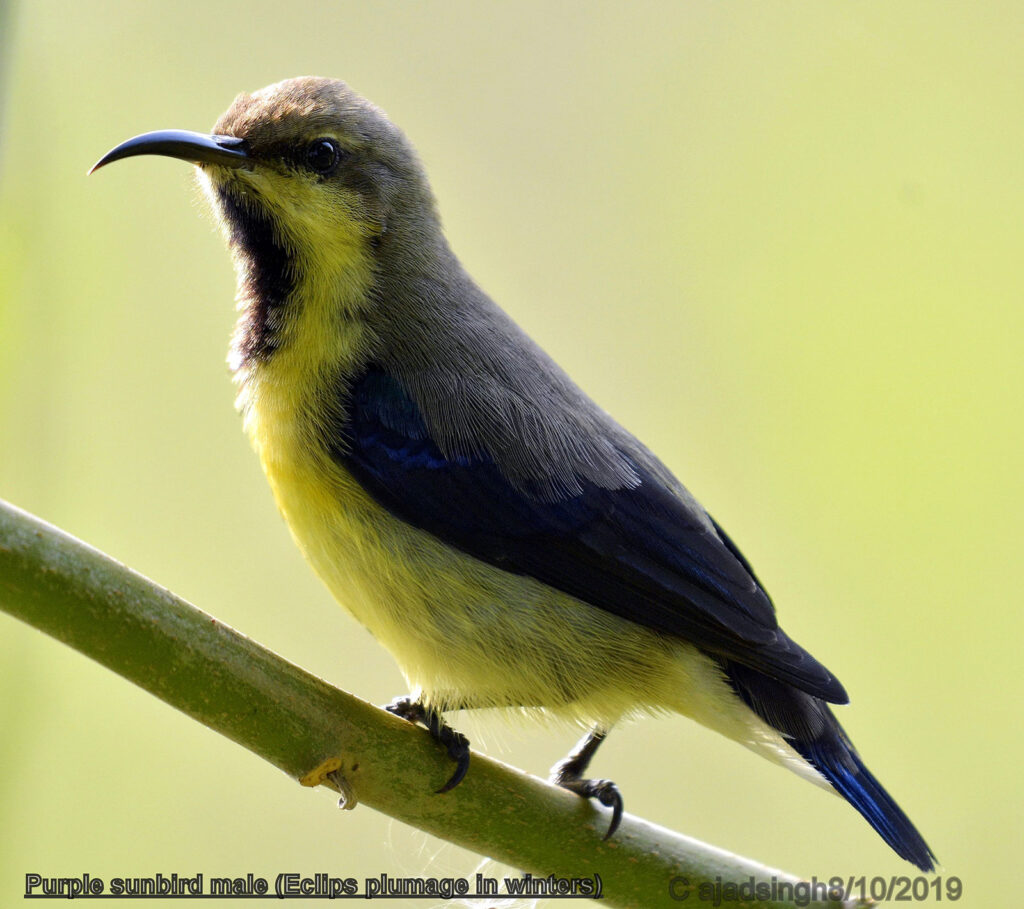 Purple sunbird शकरखोरा (Male/नर)। चित्र सर्वाधिकार: आजाद सिंह, © Ajad Singh, सरयू, आर्द्र भूमि, माझा, अयोध्या-224001, उत्तर प्रदेश, October 08, 2019