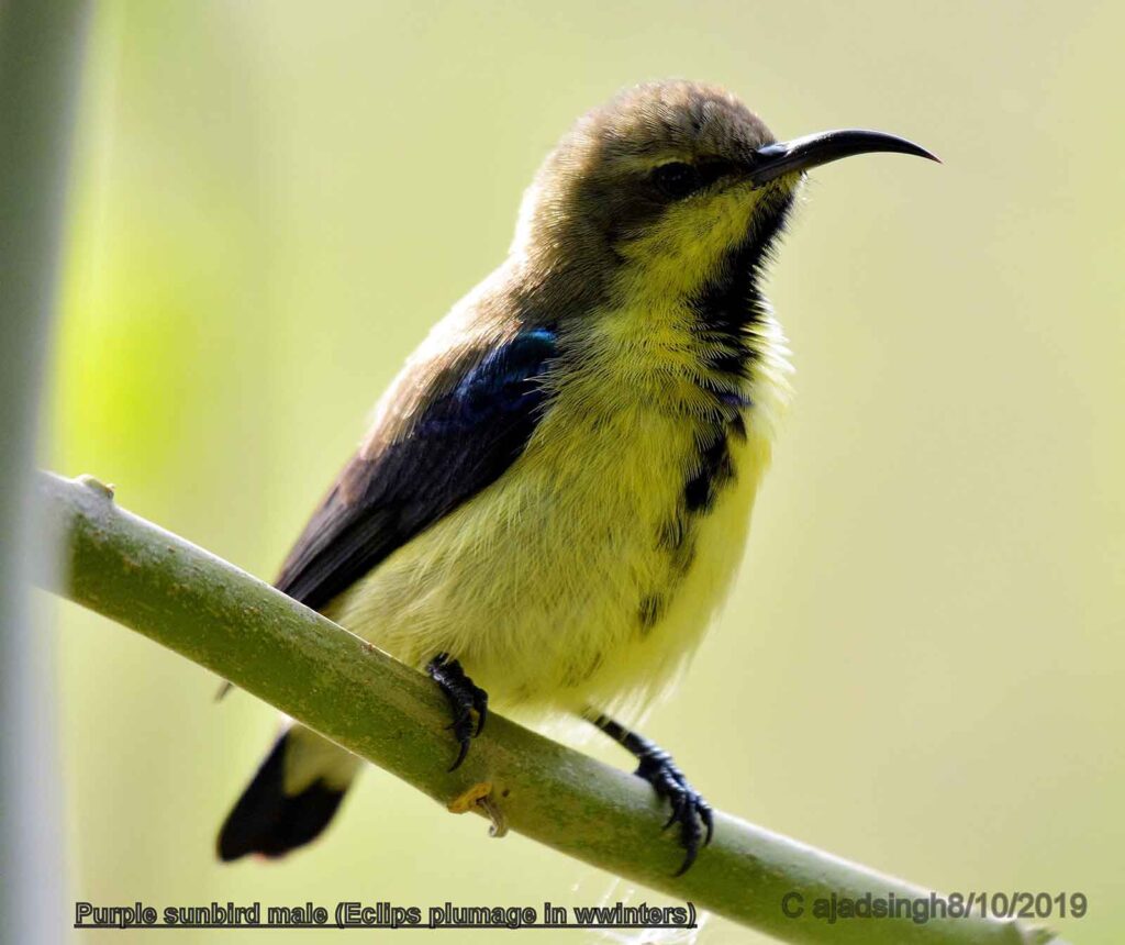 Purple sunbird शकरखोरा (Male/नर)। चित्र सर्वाधिकार: आजाद सिंह, © Ajad Singh, सरयू, आर्द्र भूमि, माझा, अयोध्या-224001, उत्तर प्रदेश, October 08, 2019