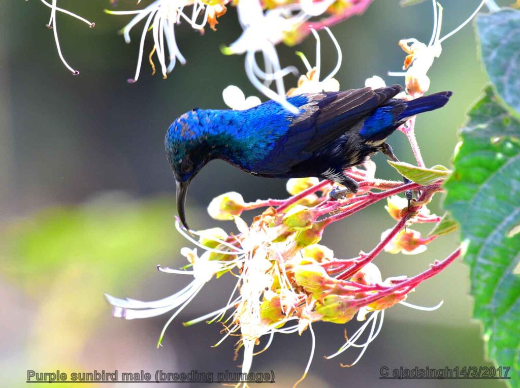 Purple sunbird शकरखोरा (Male/नर)। चित्र सर्वाधिकार: आजाद सिंह, © Ajad Singh, सरयू, आर्द्र भूमि, माझा, अयोध्या-224001, उत्तर प्रदेश, March 14, 2017