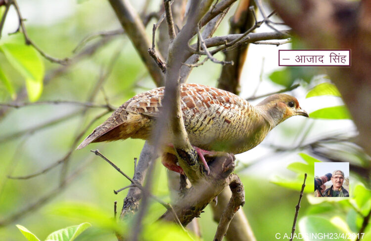 Grey francolin सफ़ेद तीतर