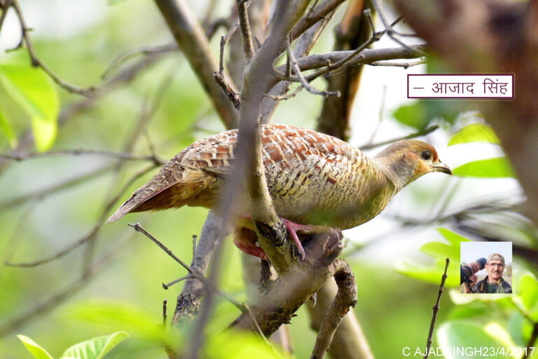 Grey francolin सफ़ेद तीतर