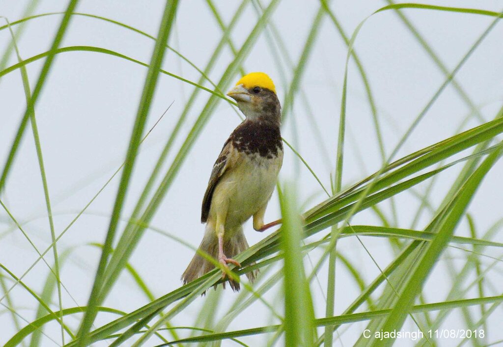 Black-breasted Weaver बंगाल बया (नर)। चित्र सर्वाधिकार: आजाद सिंह, © Ajad Singh, बड़का ताल, अयोध्या-224188, उत्तर प्रदेश, August 11, 2018