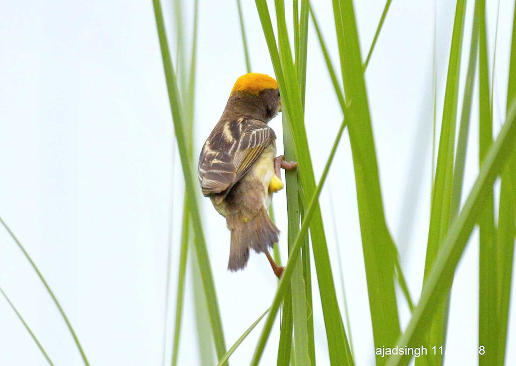 Black-breasted Weaver बंगाल बया (नर)। चित्र सर्वाधिकार: आजाद सिंह, © Ajad Singh, बड़का ताल, अयोध्या-224188, उत्तर प्रदेश, August 11, 2018