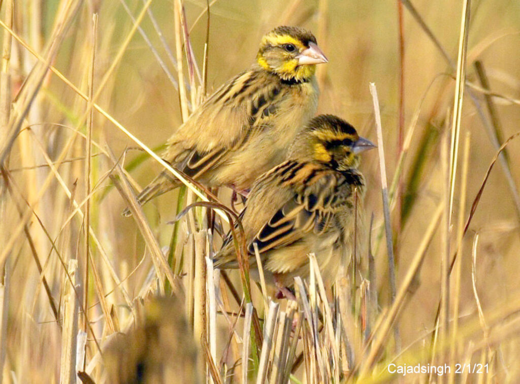 Black-breasted Weaver बंगाल बया। चित्र सर्वाधिकार: आजाद सिंह, © Ajad Singh, समदा झील, पण्डितपुर, अयोध्या-224188, उत्तर प्रदेश, January 02, 2021