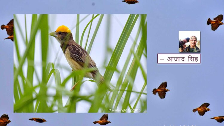Black-breasted Weaver बंगाल बया। चित्र सर्वाधिकार: आजाद सिंह, © Ajad Singh, समदा झील, पण्डितपुर, अयोध्या-224188, उत्तर प्रदेश, January 02, 2021