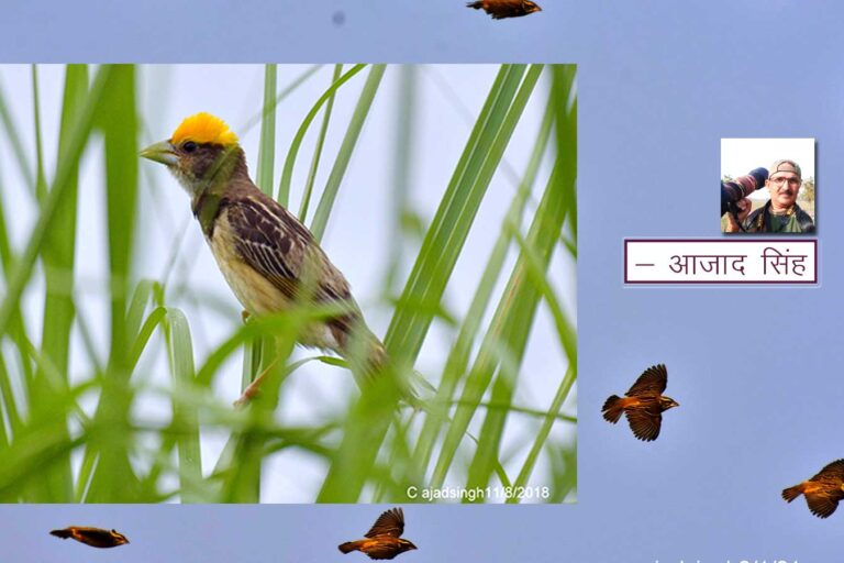 Black-breasted Weaver बंगाल बया। चित्र सर्वाधिकार: आजाद सिंह, © Ajad Singh, समदा झील, पण्डितपुर, अयोध्या-224188, उत्तर प्रदेश, January 02, 2021