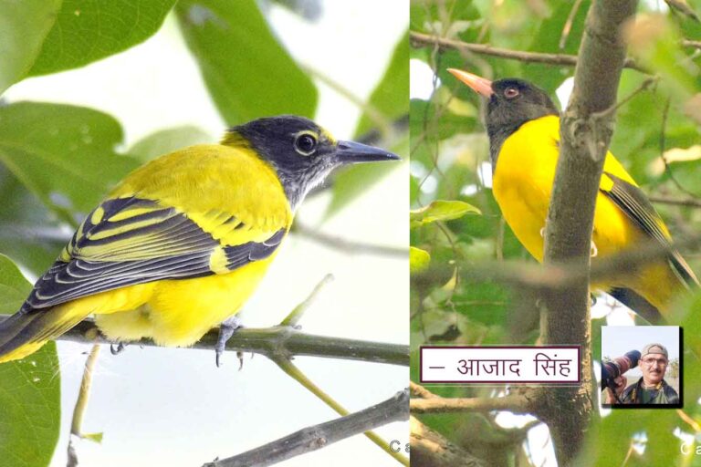 Black-hooded oriole पिरोला। चित्र सर्वाधिकार: आजाद सिंह, © Ajad Singh, सरयू, आर्द्र भूमि, माझा, अयोध्या-224001, उत्तर प्रदेश, October 08, 2019